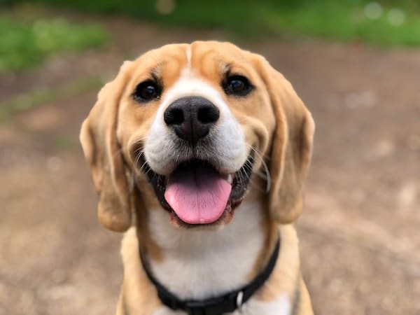 Shop supplies and food for dogs